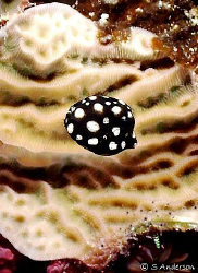 The fish in this photo is a Smooth Trunkfish. The size of... by Steven Anderson 